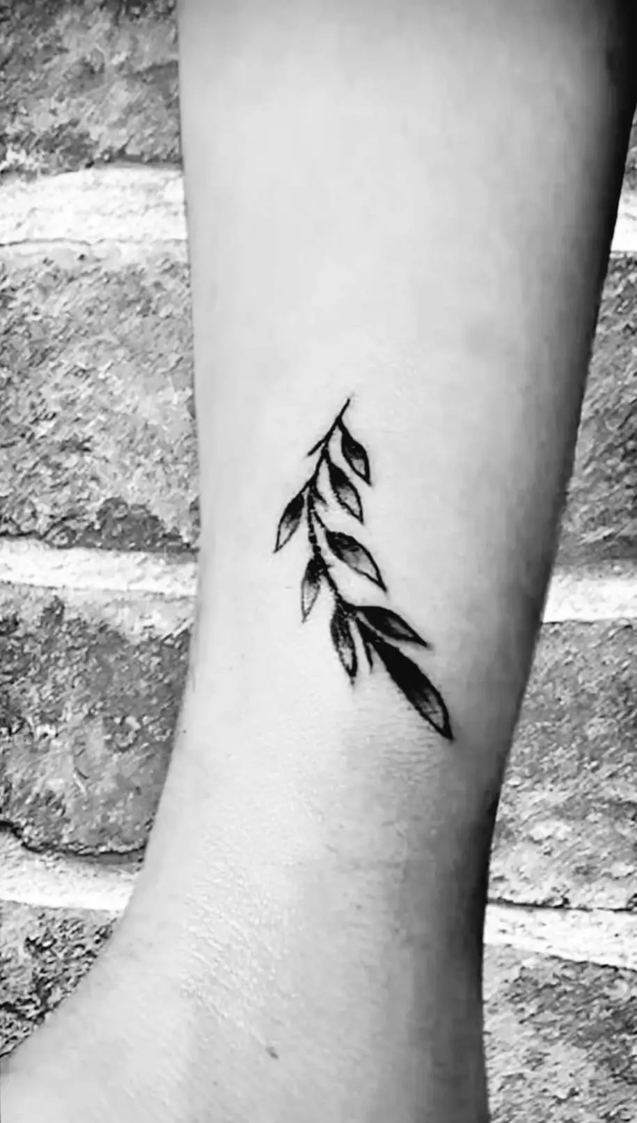 tatuaje de una rama de olivo